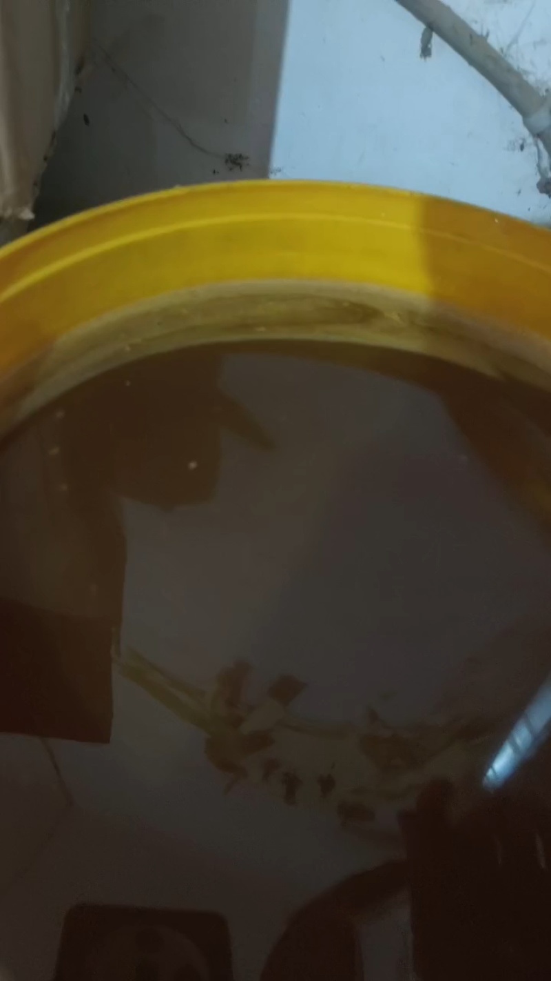 售卖云南中华小蜂蜂蜜