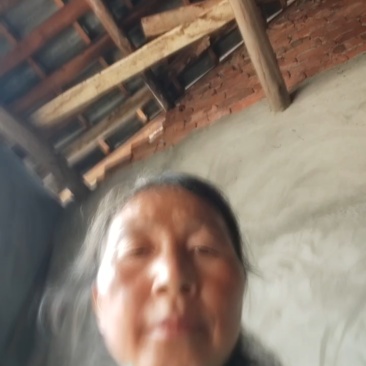 蒲江黄心猕猴桃大量上市价格美丽好吃不贵产地直发可视频看货