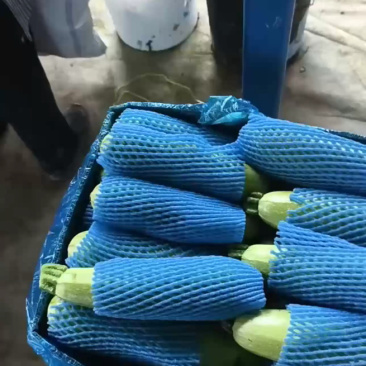 山东莘县西葫芦中国蔬菜**县新鲜采摘源头发货