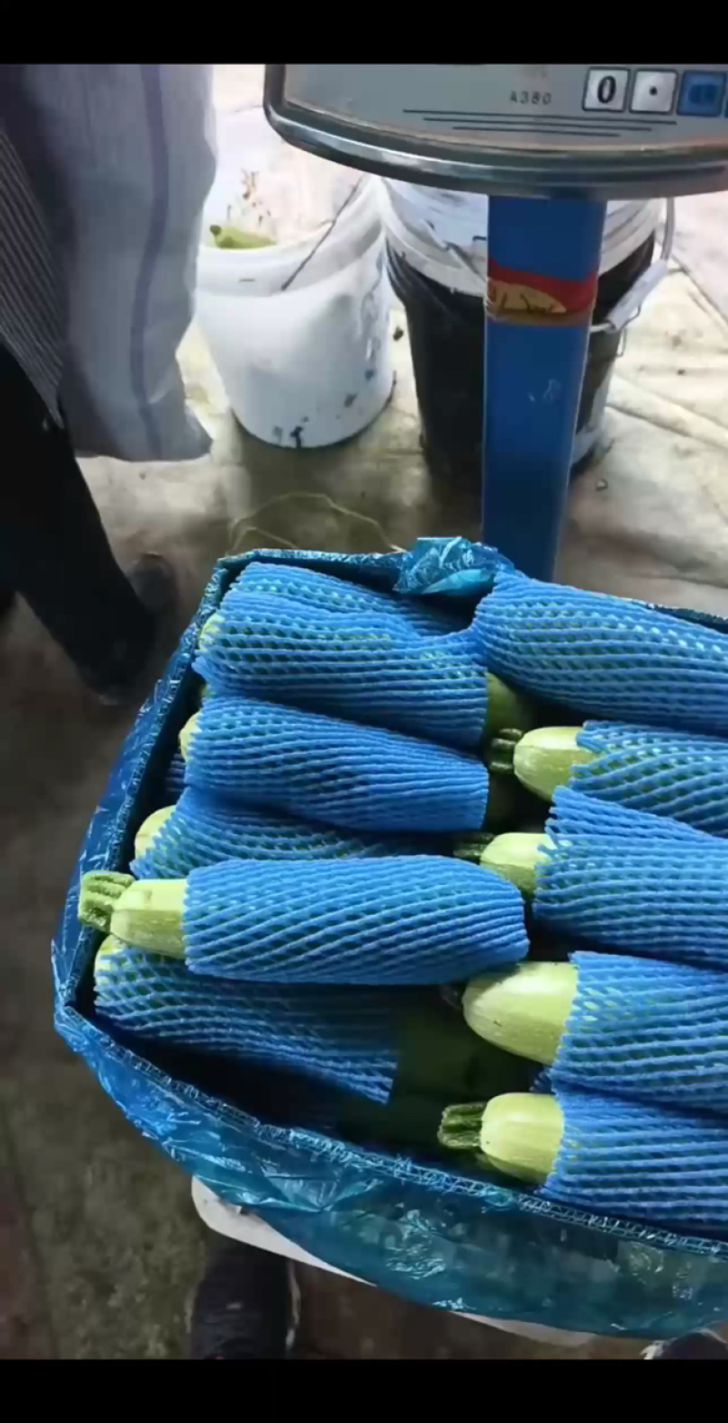山东莘县西葫芦中国蔬菜**县新鲜采摘源头发货