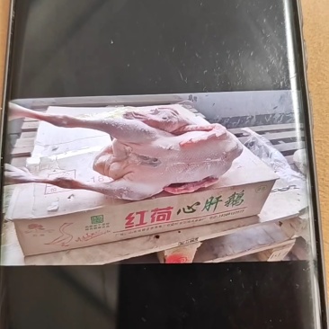 白条鹅
