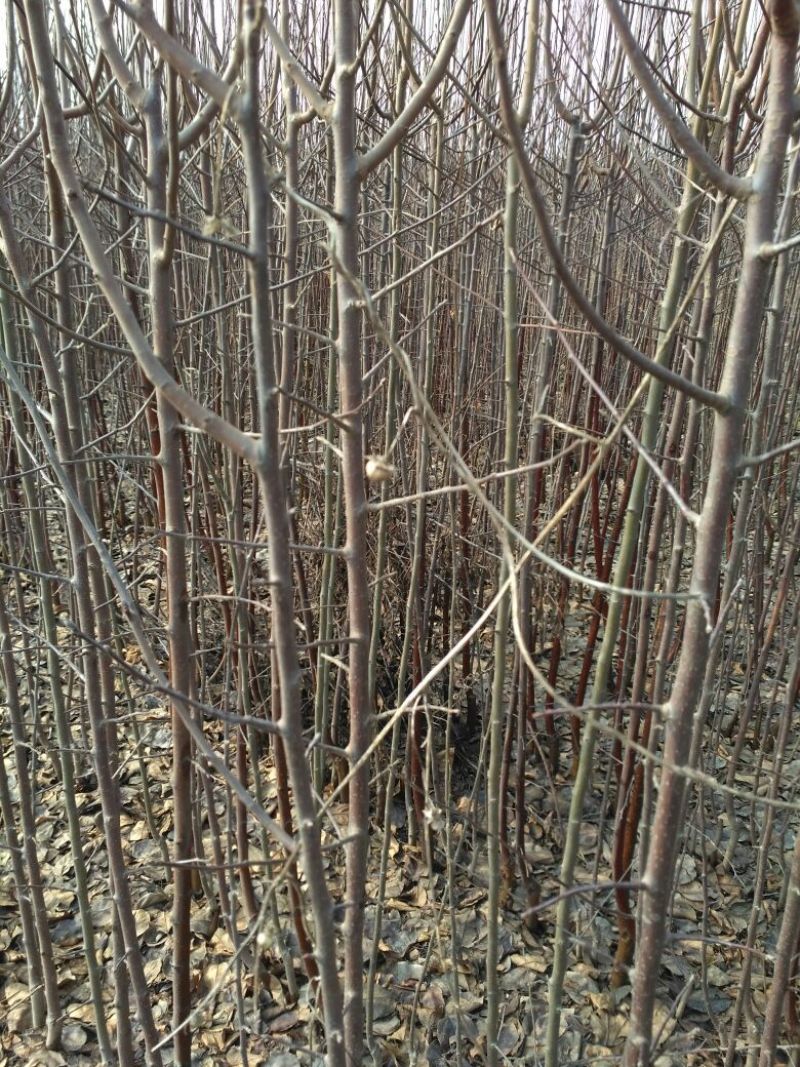 杨树种条1~2cm