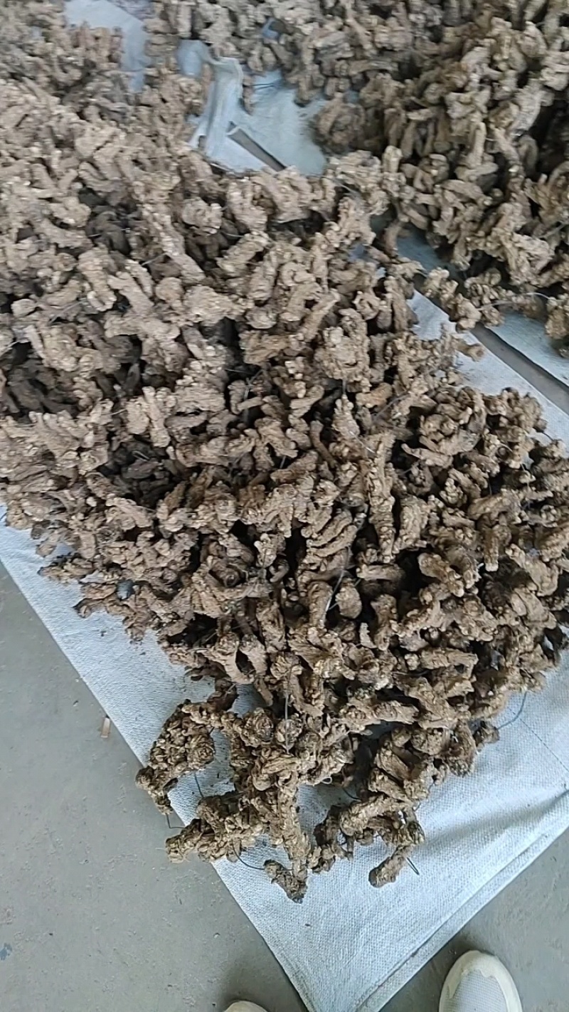 【当归头片无硫特大头片】手选精品活动包邮
