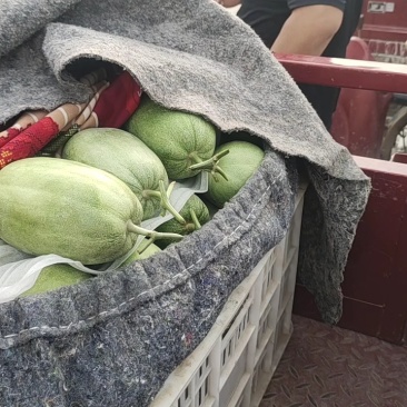 绿宝甜瓜等各种甜瓜大量上市品质好，规格全欢迎采购