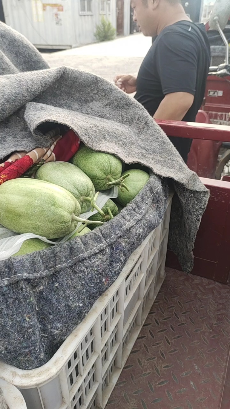 绿宝甜瓜等各种甜瓜大量上市品质好，规格全欢迎采购