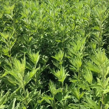 水菖蒲，端午新鲜菖蒲，量大，基地直供，日产量50万把！
