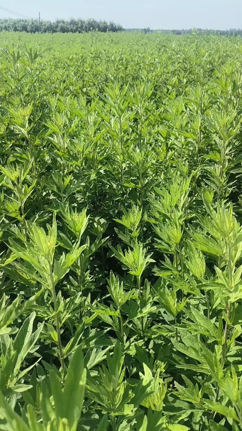 水菖蒲，端午新鲜菖蒲，量大，基地直供，日产量50万把！