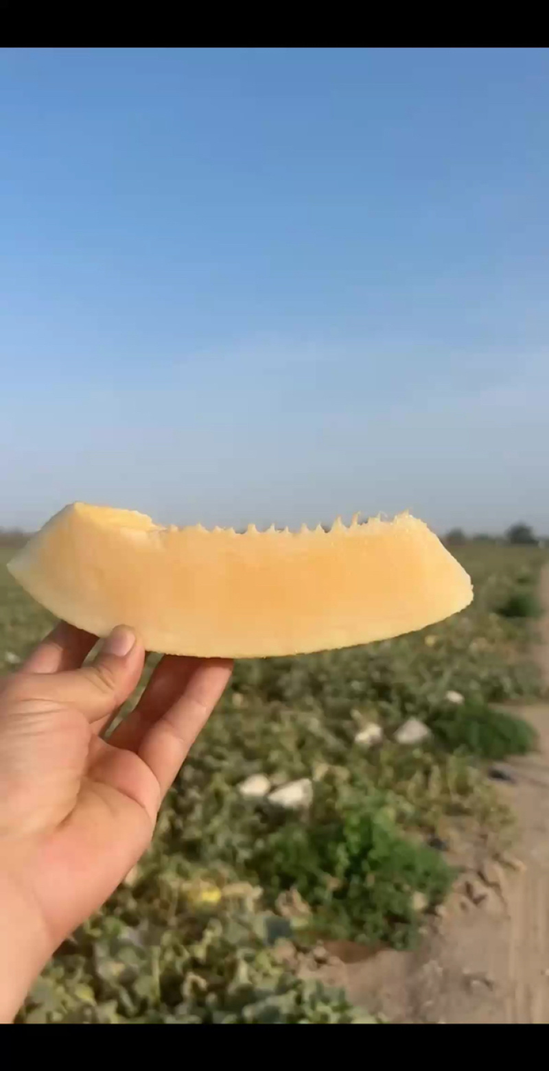 新疆吐鲁番精品哈密瓜金色年华/产地直发量大价优诚信经营
