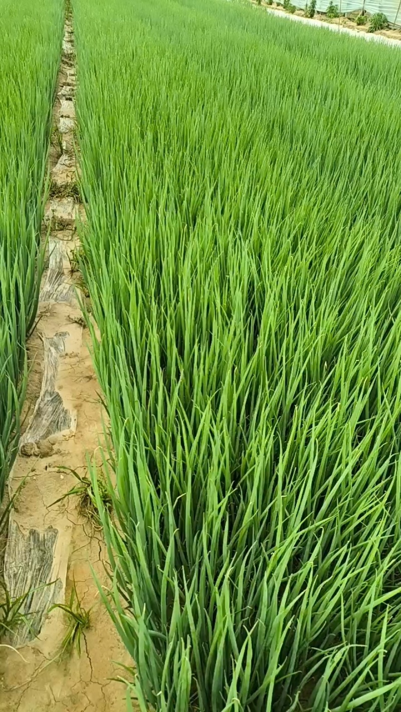 铁杆大葱葱苗，葱栽子。品质保证，量大优惠，来电咨询