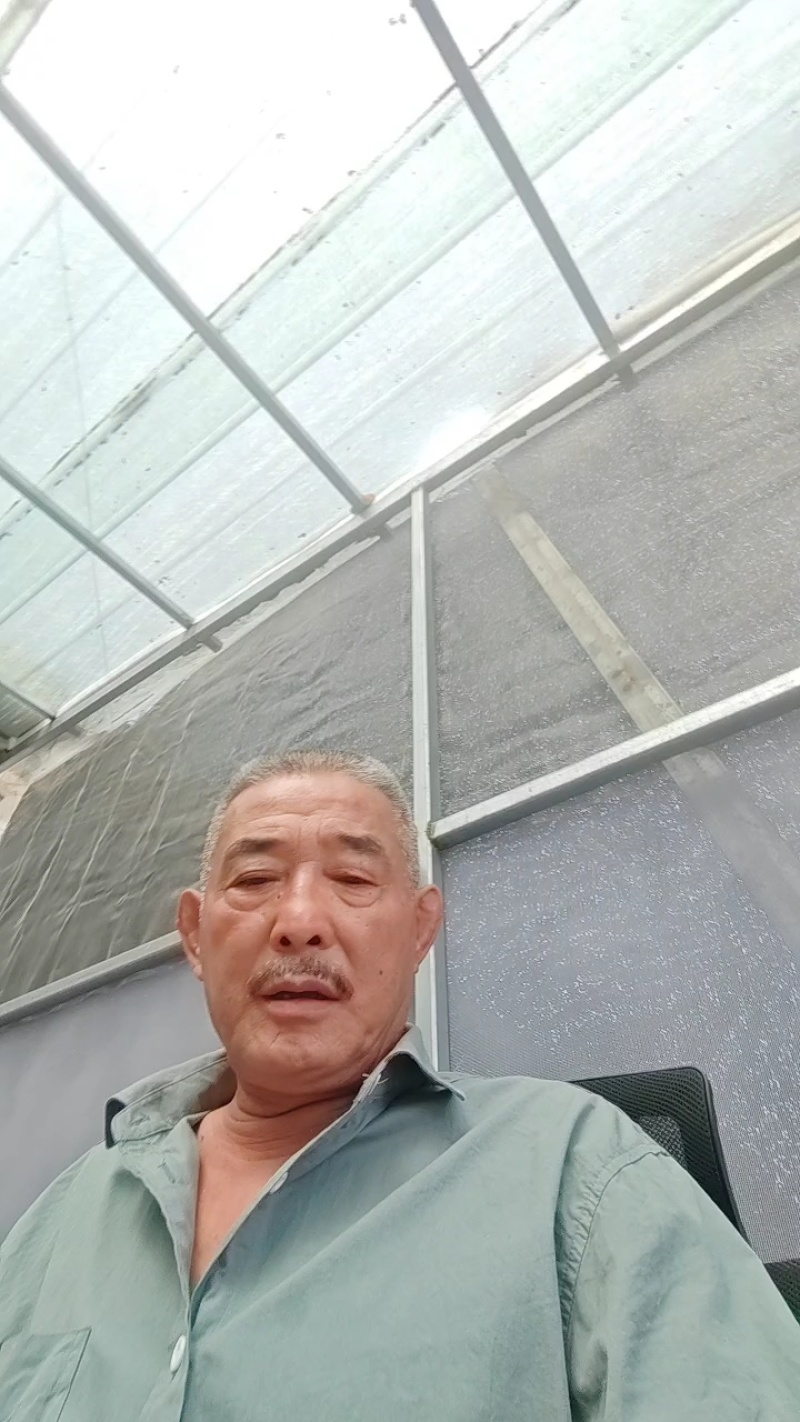 毛桃树苗（1一3年生桃树原生苗），根系完好，成活率高。