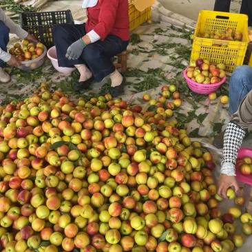 湖北襄阳油桃大量上市口感好量大从优精品一手货源