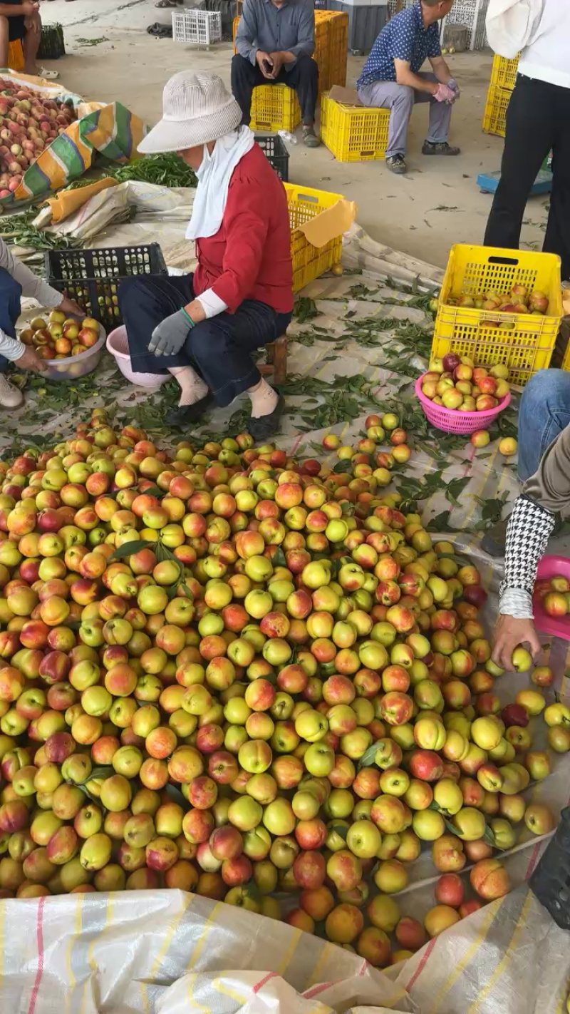 湖北襄阳油桃大量上市口感好量大从优精品一手货源