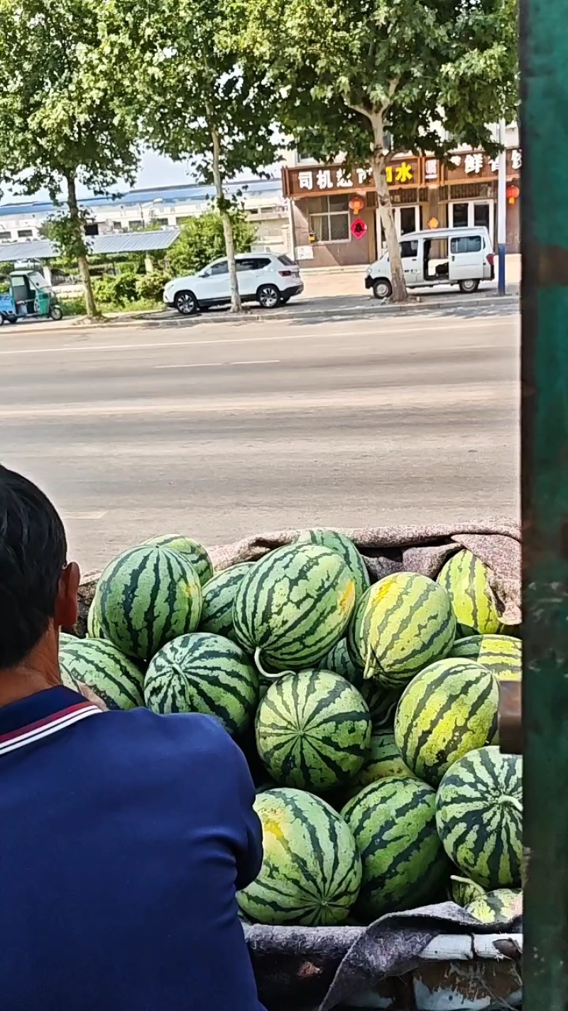 山东大棚小糖丸美都甜王西瓜包熟包8斤打底9成熟可视频
