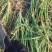 本公司常年经营精品洋葱紫皮红皮，大量有货欢迎老板实地考察