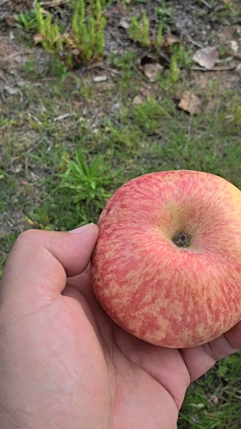 苹果/红富士苹果/山东红富士/沂源红富士苹果/供应电商