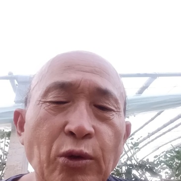 聊城二红洋葱到六月一号大量上市现在订库中