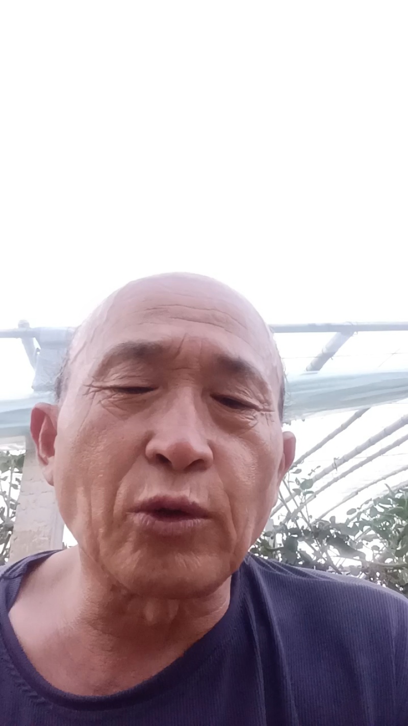聊城二红洋葱到六月一号大量上市现在订库中