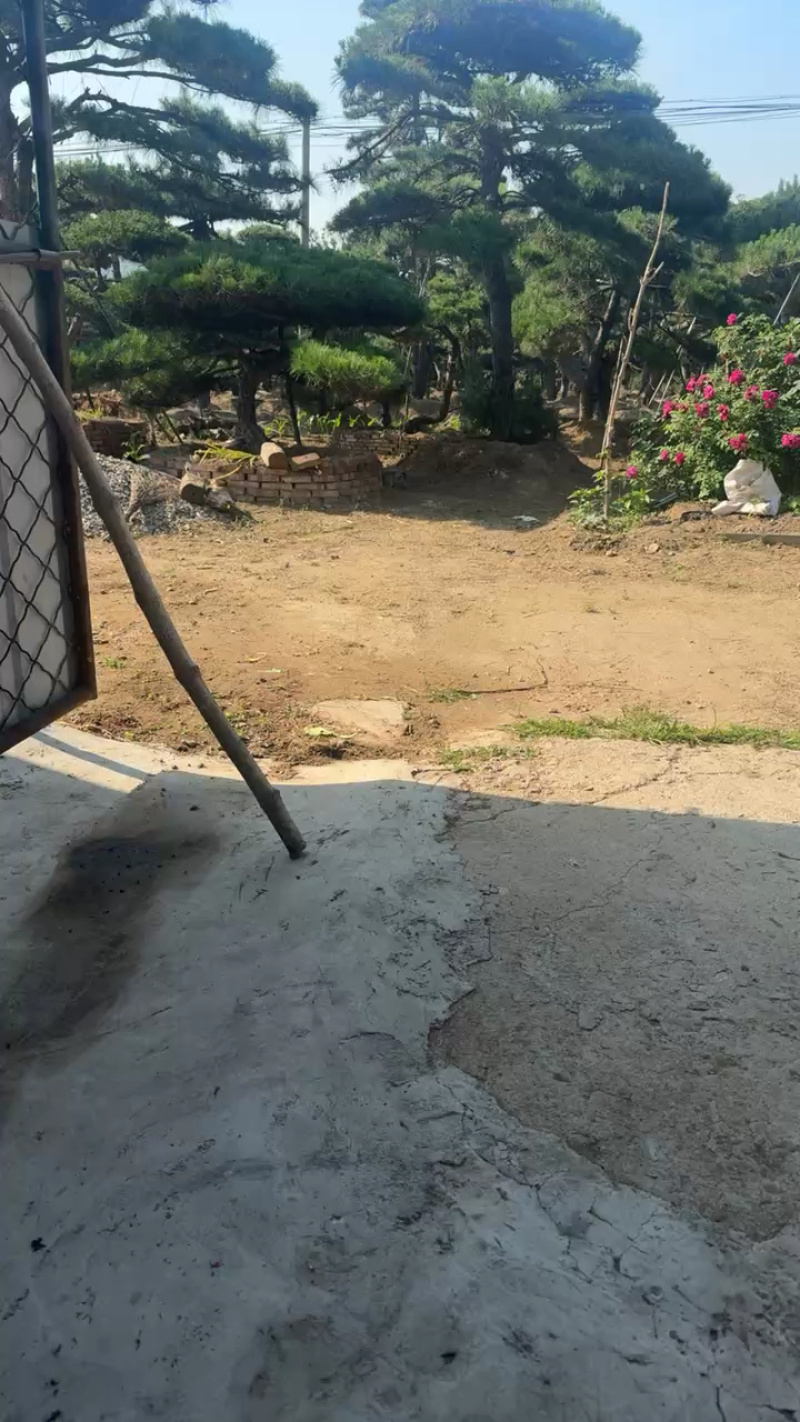 造型松，全国**的性价比高，**基地！