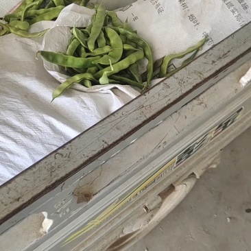 精品油豆