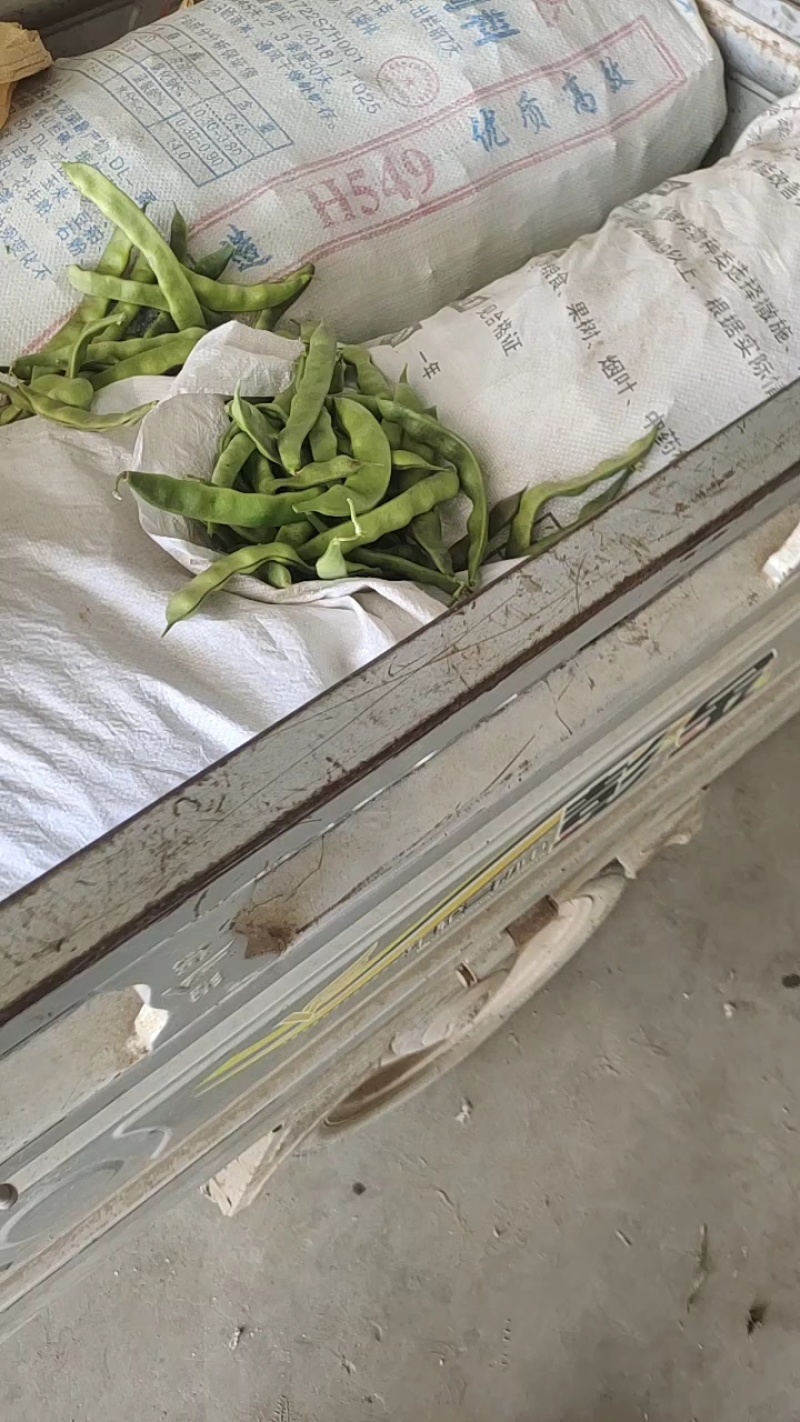 精品油豆