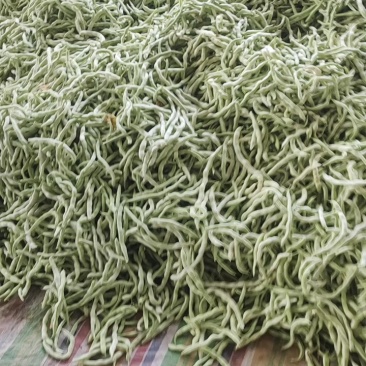 白不老芸豆产地直销量大质优价格优惠欢迎咨询采购