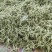 白不老芸豆产地直销量大质优价格优惠欢迎咨询采购