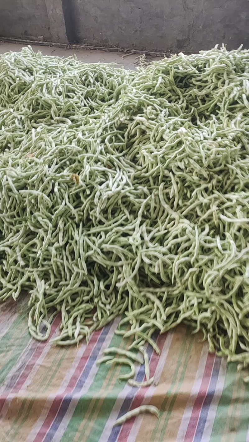 白不老芸豆产地直销量大质优价格优惠欢迎咨询采购
