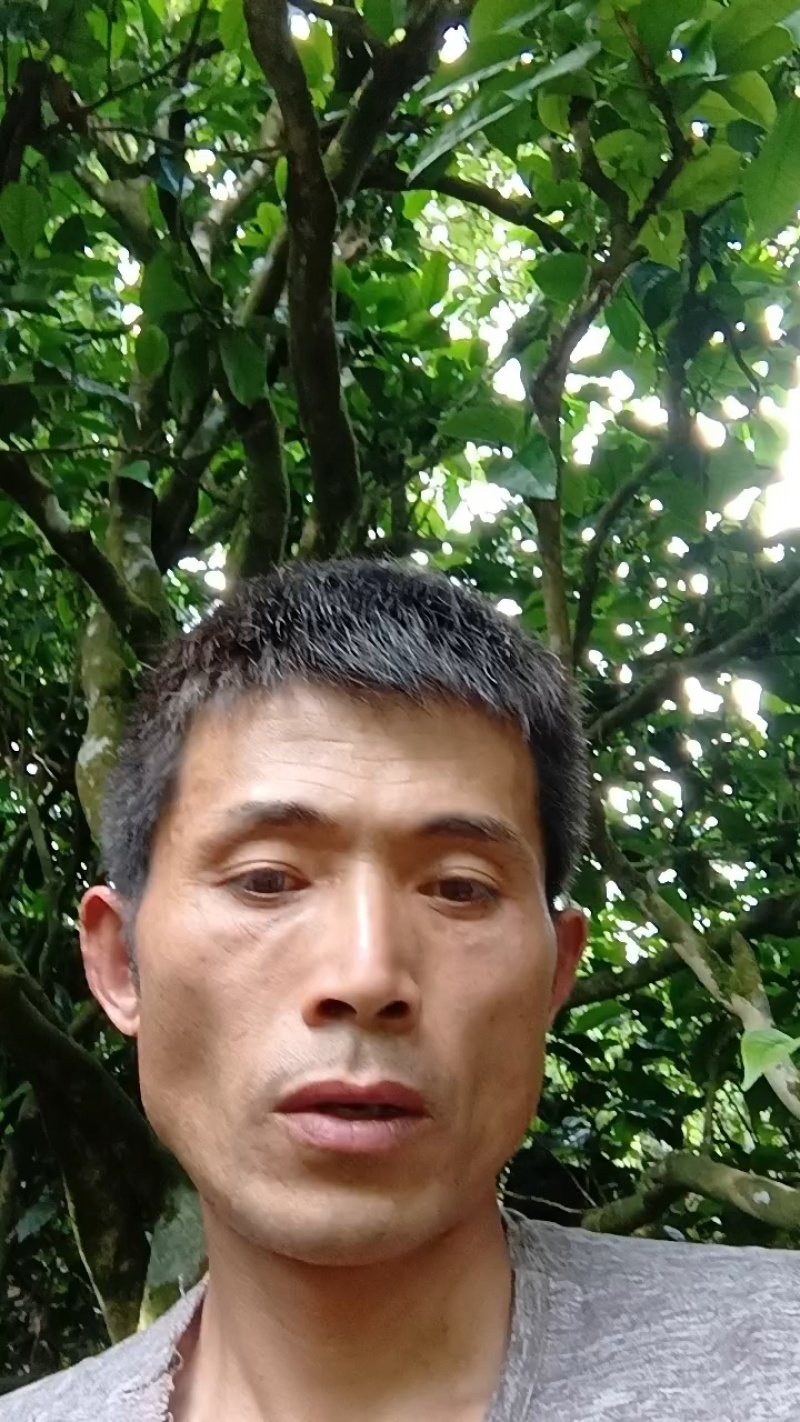 云南凤庆，放荒古树生普洱，纯手工制作欢迎随时咨询！