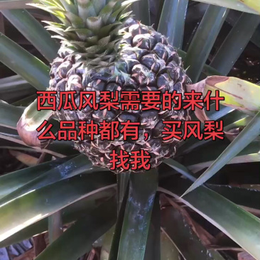 西瓜凤梨开摘，大量有货，要啥有啥！
