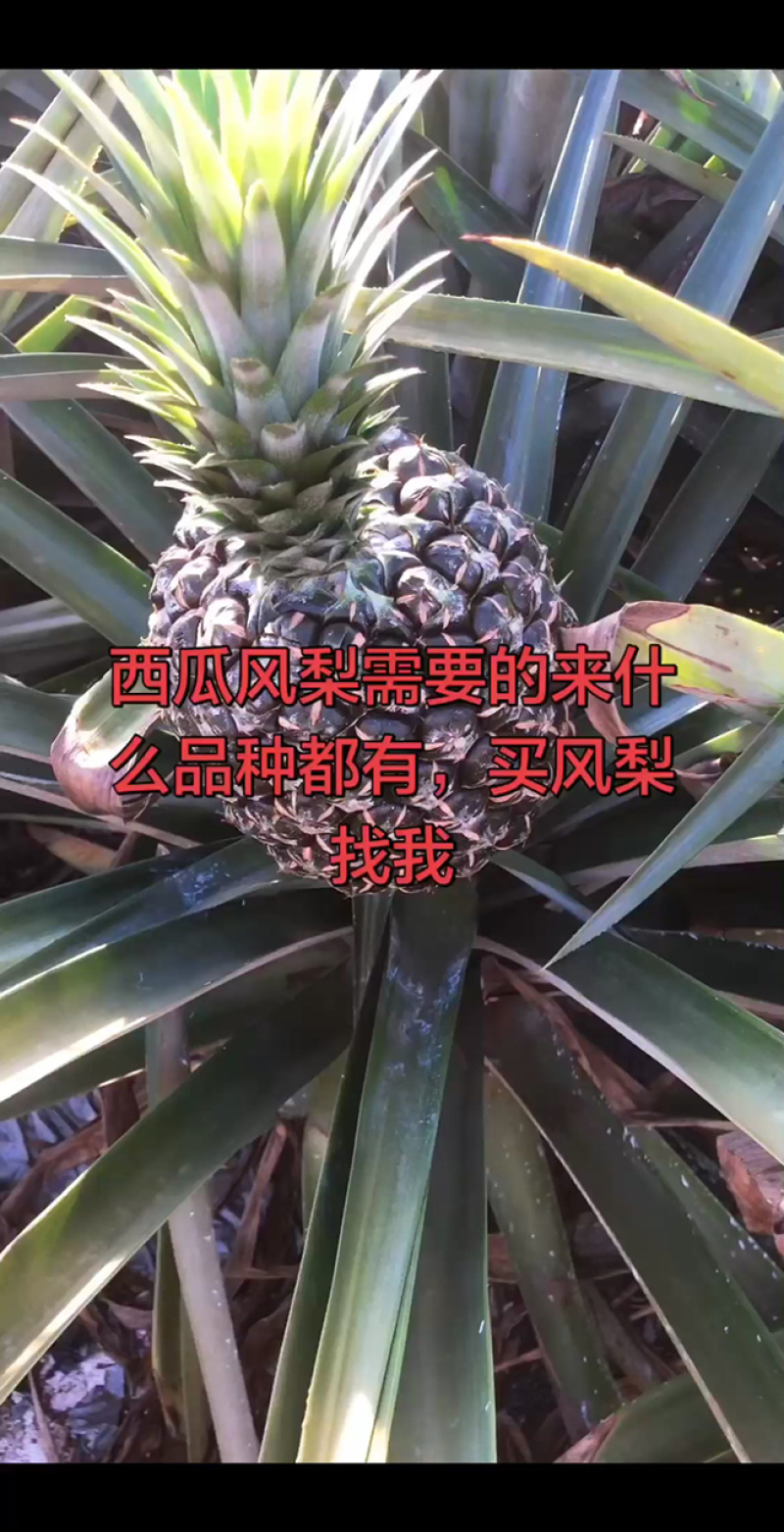 西瓜凤梨开摘，大量有货，要啥有啥！