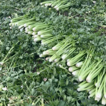 河南周口芹菜带叶西芹不带叶产地量大从优实力代发全国