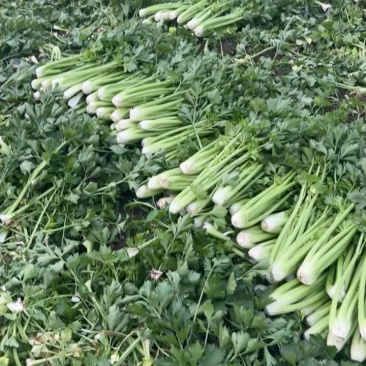 河南周口芹菜带叶西芹不带叶产地量大从优实力代发全国