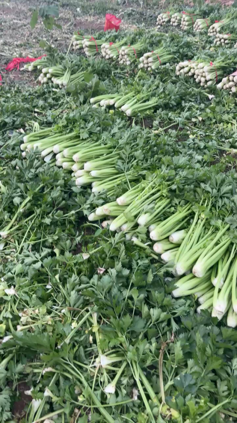 河南周口芹菜带叶西芹不带叶产地量大从优实力代发全国