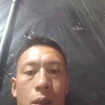 鸡毛菜肖根鸡毛菜产地直发量大从优可视频看货对接全国