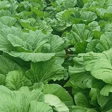 威宁高山四月清芥菜漏天种植现砍现发产地直发
