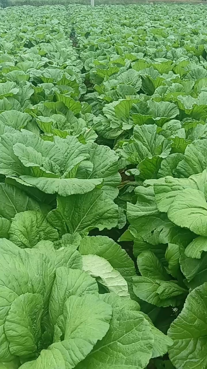 威宁高山四月清芥菜漏天种植现砍现发产地直发