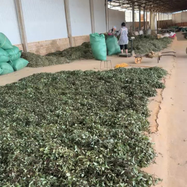 云南抱石莲干货产地直发包邮欢迎来电咨询下单