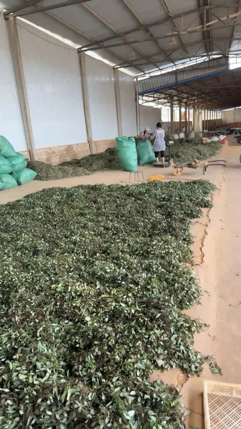 云南抱石莲干货产地直发包邮欢迎来电咨询下单