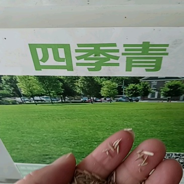 进口四季青草籽混播草籽种子护坡庭院绿化低矮草种不修剪耐寒
