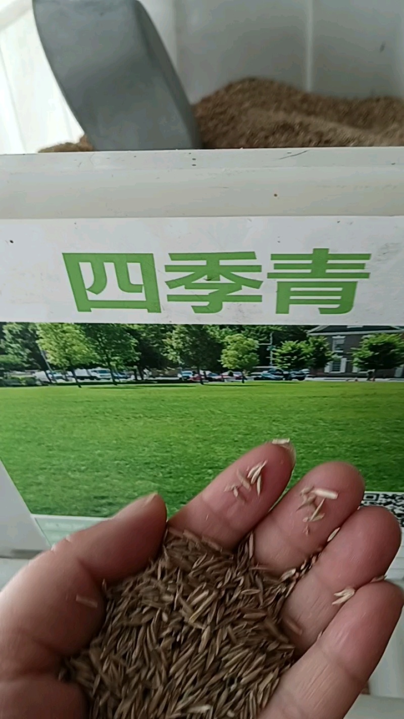 进口四季青草籽混播草籽种子护坡庭院绿化低矮草种不修剪耐寒