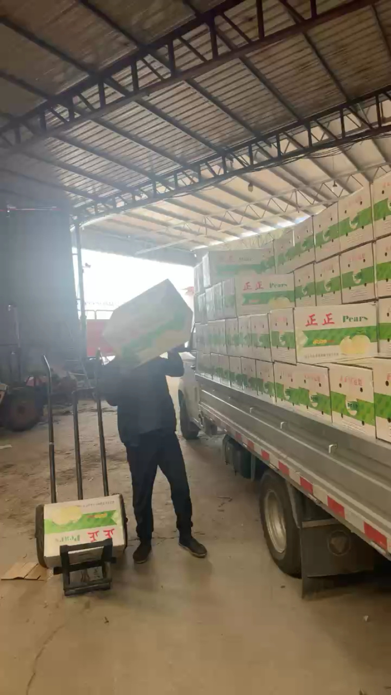 皇冠梨火爆收货中，口感甜价格实惠！