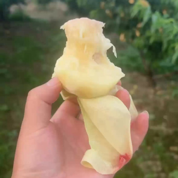 阳山水蜜桃，一件代发，自家果园，电商合作，市场批发