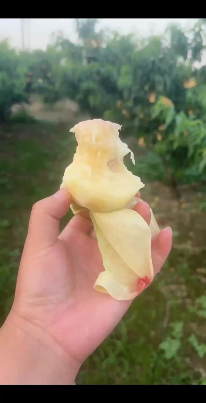 阳山水蜜桃，一件代发，自家果园，电商合作，市场批发