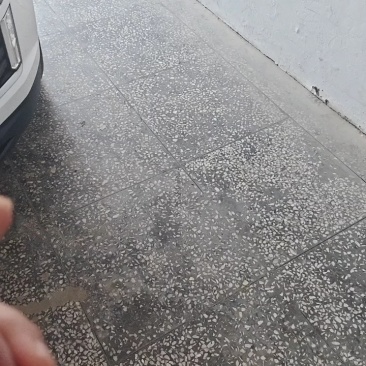 《精品》毛桃突围/特早红/红不软/春蜜春雪产地大量供应
