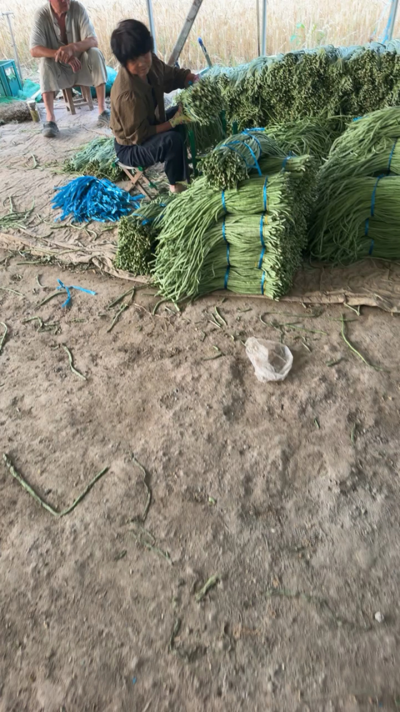 青条豆角精品货啊，可视频看货，保证质量，诚信第一