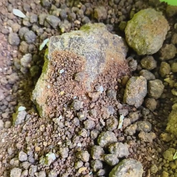 螃蟹对虾草鱼，水产用发酵玉米颗粒货源充足量大从优
