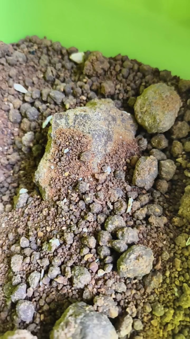 螃蟹对虾草鱼，水产用发酵玉米颗粒货源充足量大从优