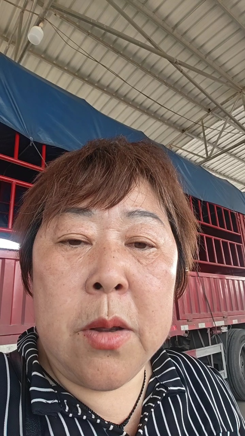 突围毛桃春雪水蜜桃，湖北精品桃子，现摘现发，全国代发