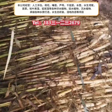 芦苇品质保证服务周到产地直发价格美丽欢迎联系沟通