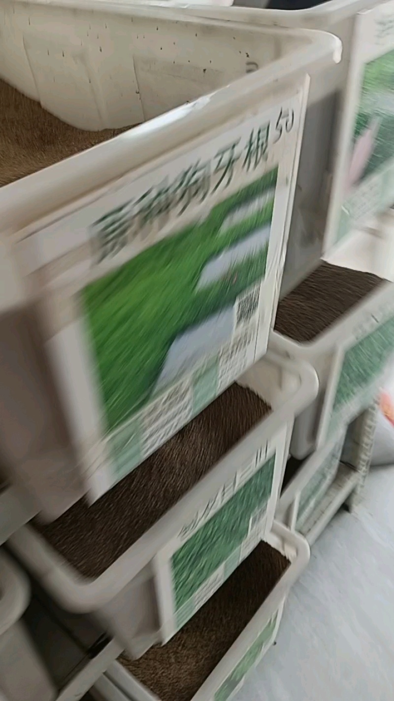 进口狗牙根种子匍匐茎种籽四季常青护坡草籽耐旱耐践踏籽草坪